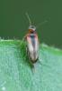 Mordellistena sp.